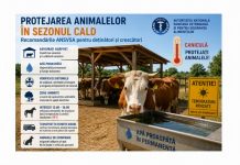 Măsurile obligatorii pentru protejarea animalelor în perioadele cu temperaturi ridicate