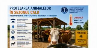 Măsurile obligatorii pentru protejarea animalelor în perioadele cu temperaturi ridicate