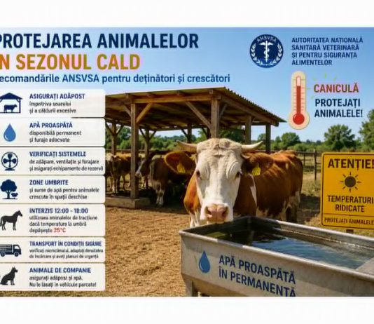 Măsurile obligatorii pentru protejarea animalelor în perioadele cu temperaturi ridicate