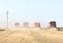 PRODUCȚII RECORD LA CEREALE, ÎN OLT