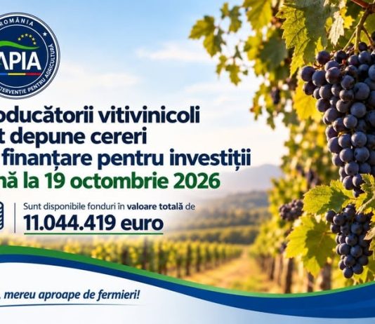 APIA: Producătorii vitivinicoli pot depune cereri de finanțare pentru investiții până la 19 octombrie 2026