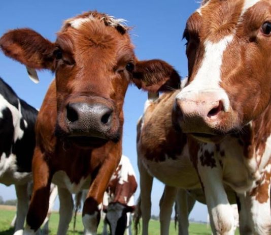 AJUTOR DE STAT 2026 PENTRU CRESCĂTORII DE BOVINE ȘI BUBALINE – 68 EURO/CAP