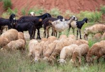 Vaccinuri împotriva pestei micilor rumegătoare și variolei ovine și caprine