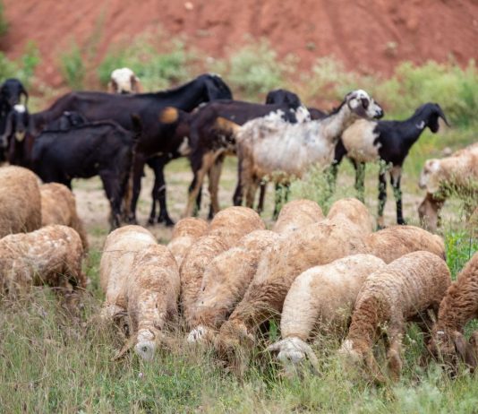Vaccinuri împotriva pestei micilor rumegătoare și variolei ovine și caprine