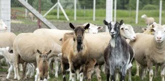 ACȚIUNE DE INFORMARE A CRESCĂTORILOR DE OVINE ȘI CAPRINE ȘI DE INSTRUIRE A MEDICILOR VETERINARI DE LIBERĂ PRACTICĂ LA DSVSA OLT