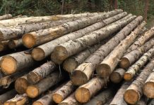 NEREGULI ÎN EXPLOATĂRILE FORESTIERE DIN OLT