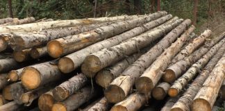 NEREGULI ÎN EXPLOATĂRILE FORESTIERE DIN OLT