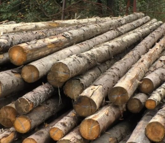 NEREGULI ÎN EXPLOATĂRILE FORESTIERE DIN OLT
